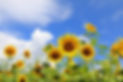 ひまわりの花