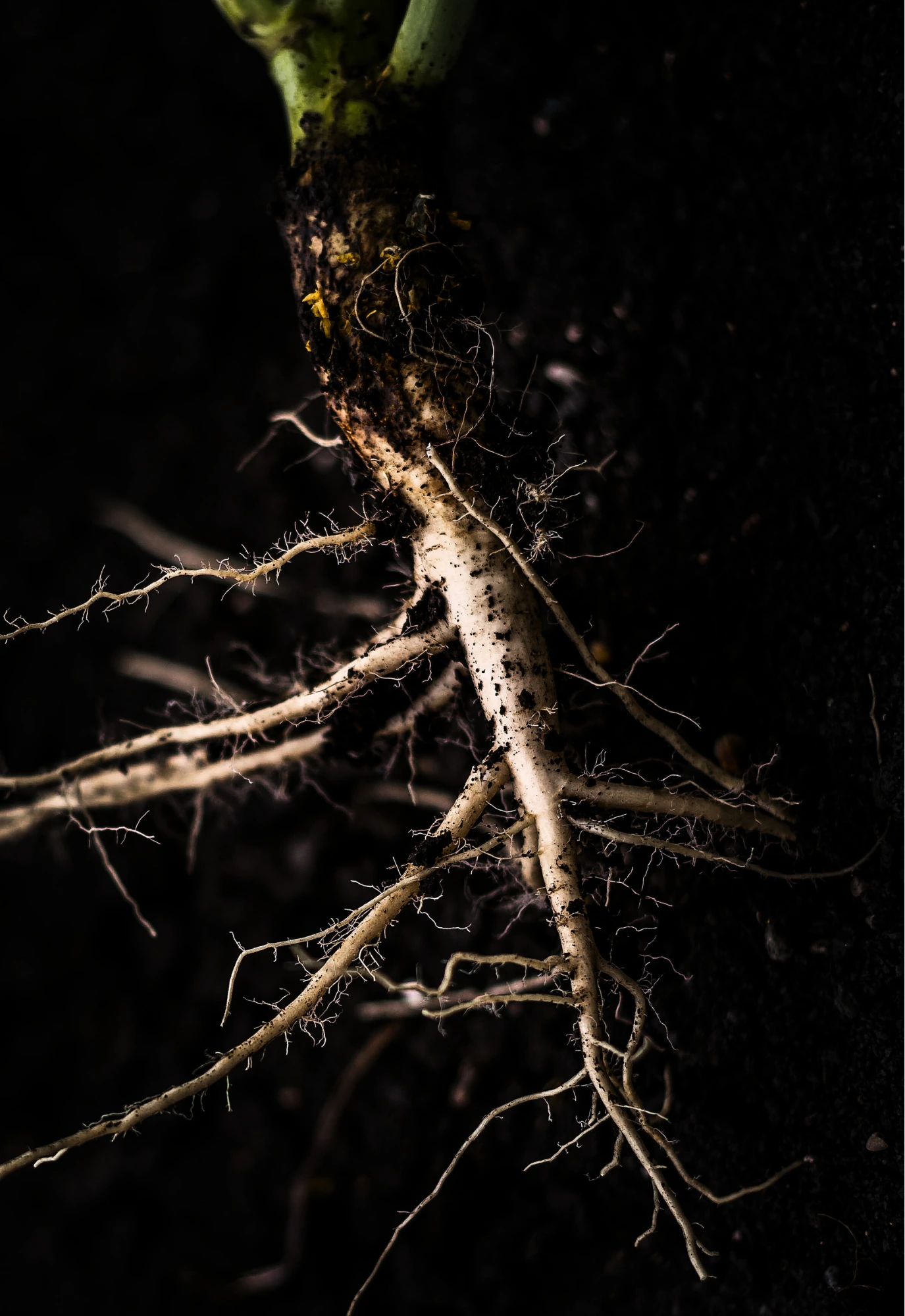 Untitled design (7).webp