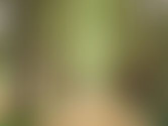 A view looking straight down the middle of a dirt road lined by tall trees