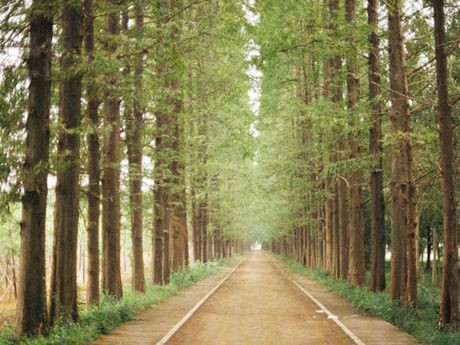 A view looking straight down the middle of a dirt road lined by tall trees