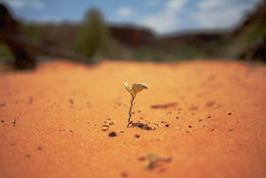 A seedling sprouting from the dry red dessert