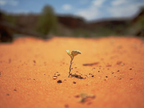 A seedling sprouting from the dry red dessert