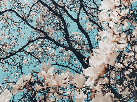 A close up of a tree filled with cherry blossoms