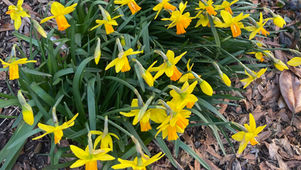 A cluster of yellow daffodils growing in the ground
