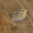 prairie sparrow resting on a prairie grass perch