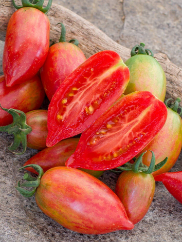 Tomates, Candy sweet icicle, Piègon, drome, producteur, local, maraicher