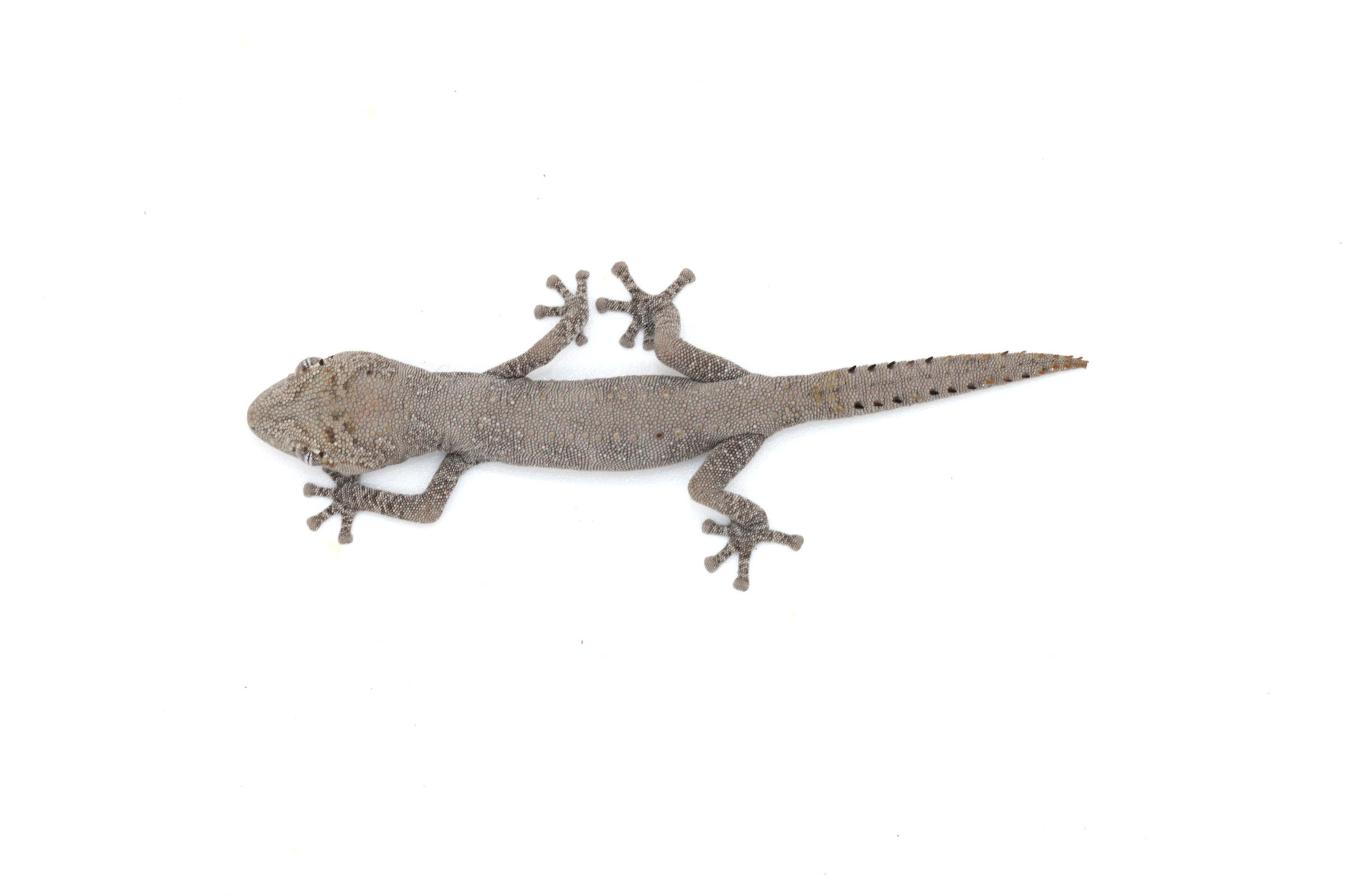 Strophurus ciliaris (Unsexed) - SC26