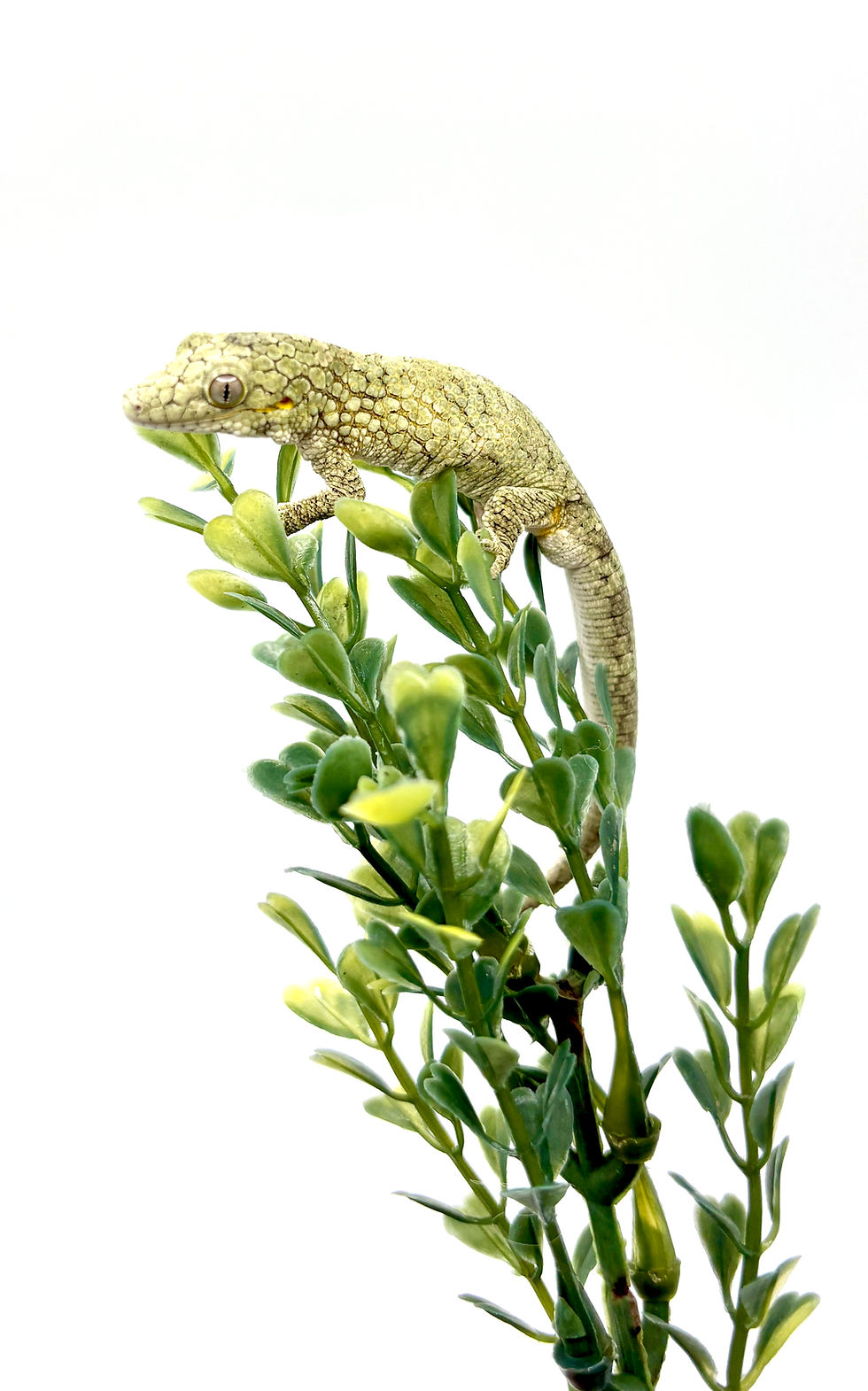Thumbnail: RTB Eurydactylodes occidentalis Male