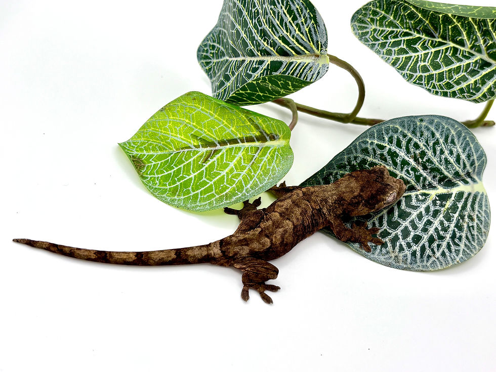 Thumbnail: ML2614 - MAINLAND Mniarogekko chahoua - Unsexed