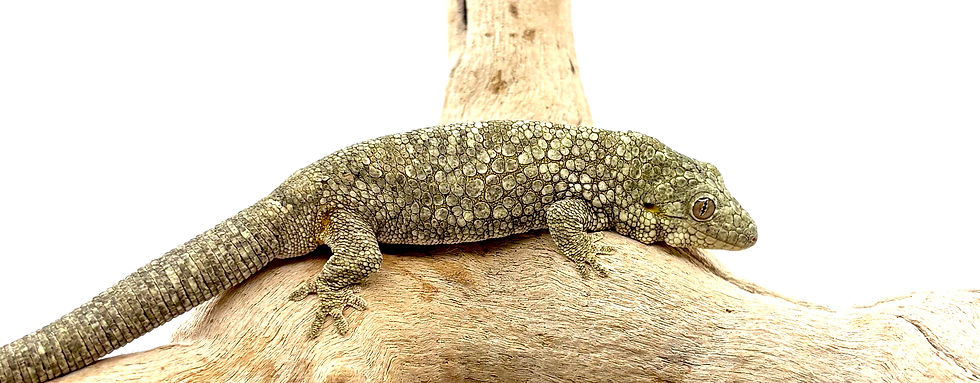 Thumbnail: RTB Eurydactylodes occidentalis Female