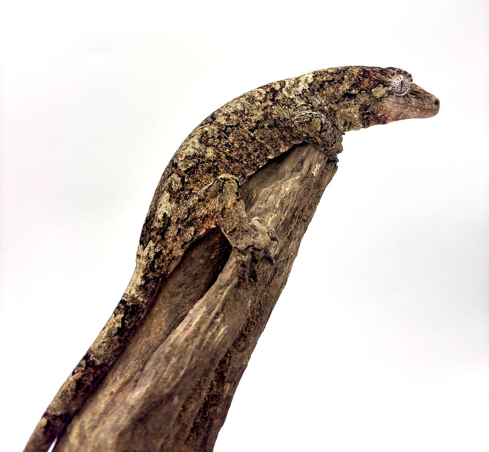 Thumbnail: PI2603 - PINE ISLAND Mniarogekko chahoua - Poss. Female (NPV)