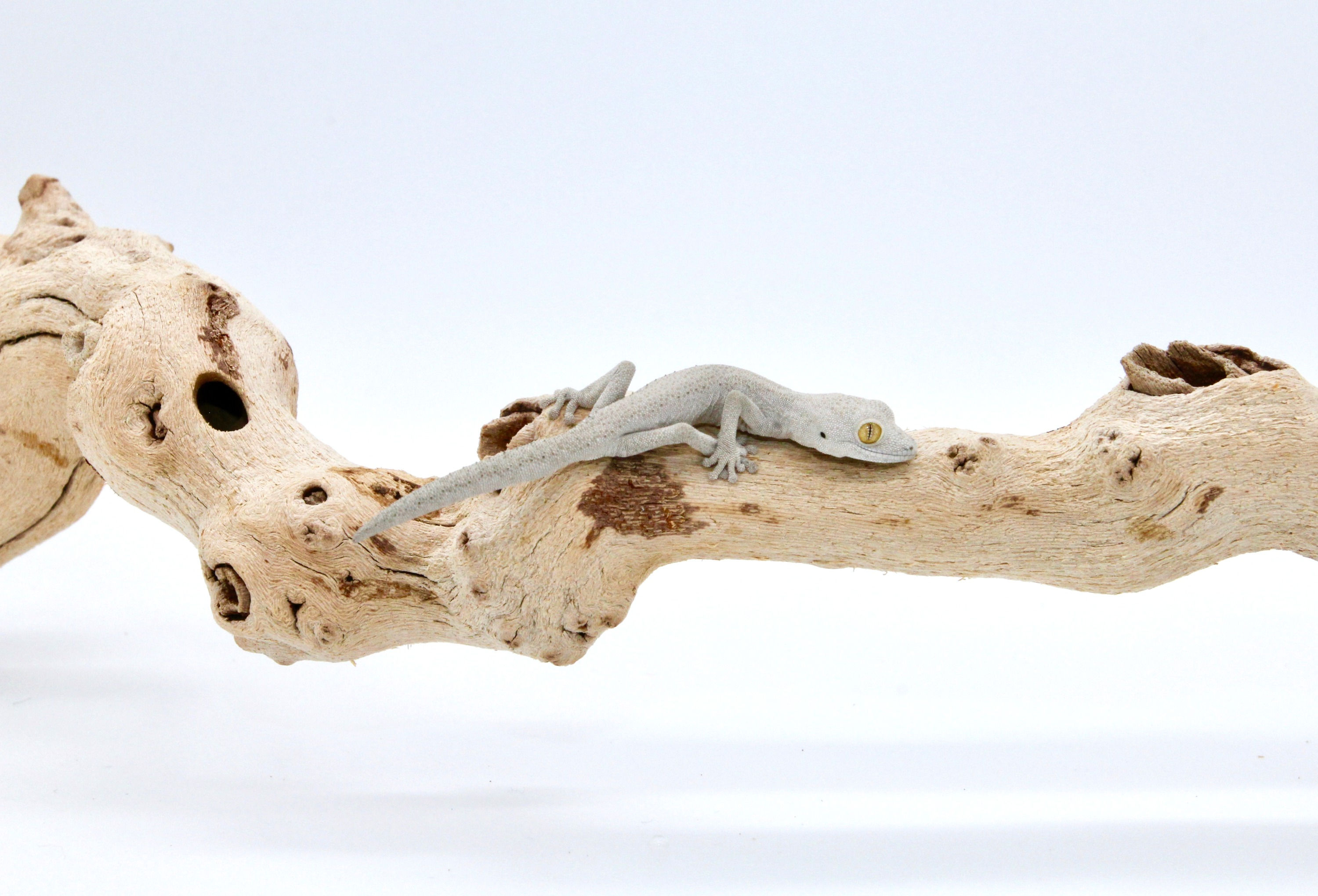 Strophurus rankini (male) - SR1