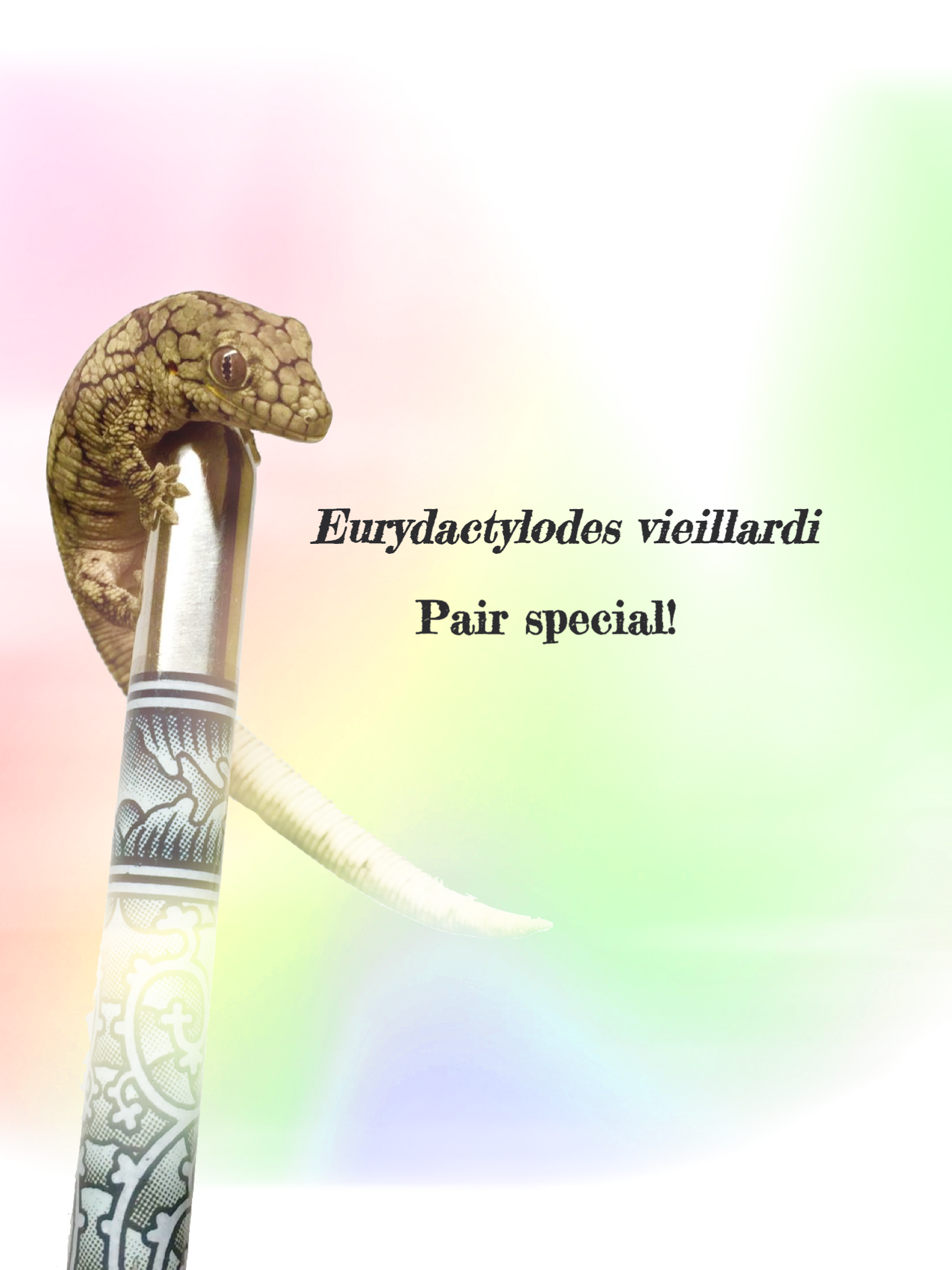 Eurydactylodes vieillardi (Pair) - EVP