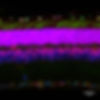 Nitay_BAF155CDTcre_web.jpg