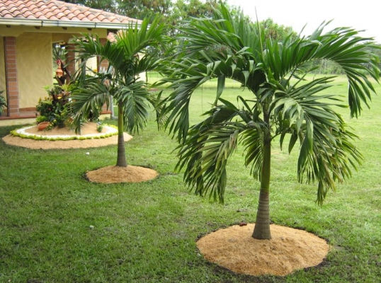 Miniatura: Palmeira Veitchia