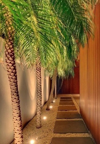 Miniatura: Palmeira Fênix