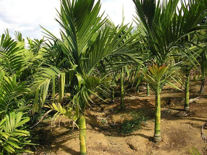 Miniatura: Palmeira Areca Catechu