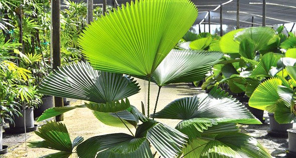 Miniatura: Palmeira Licula Leque