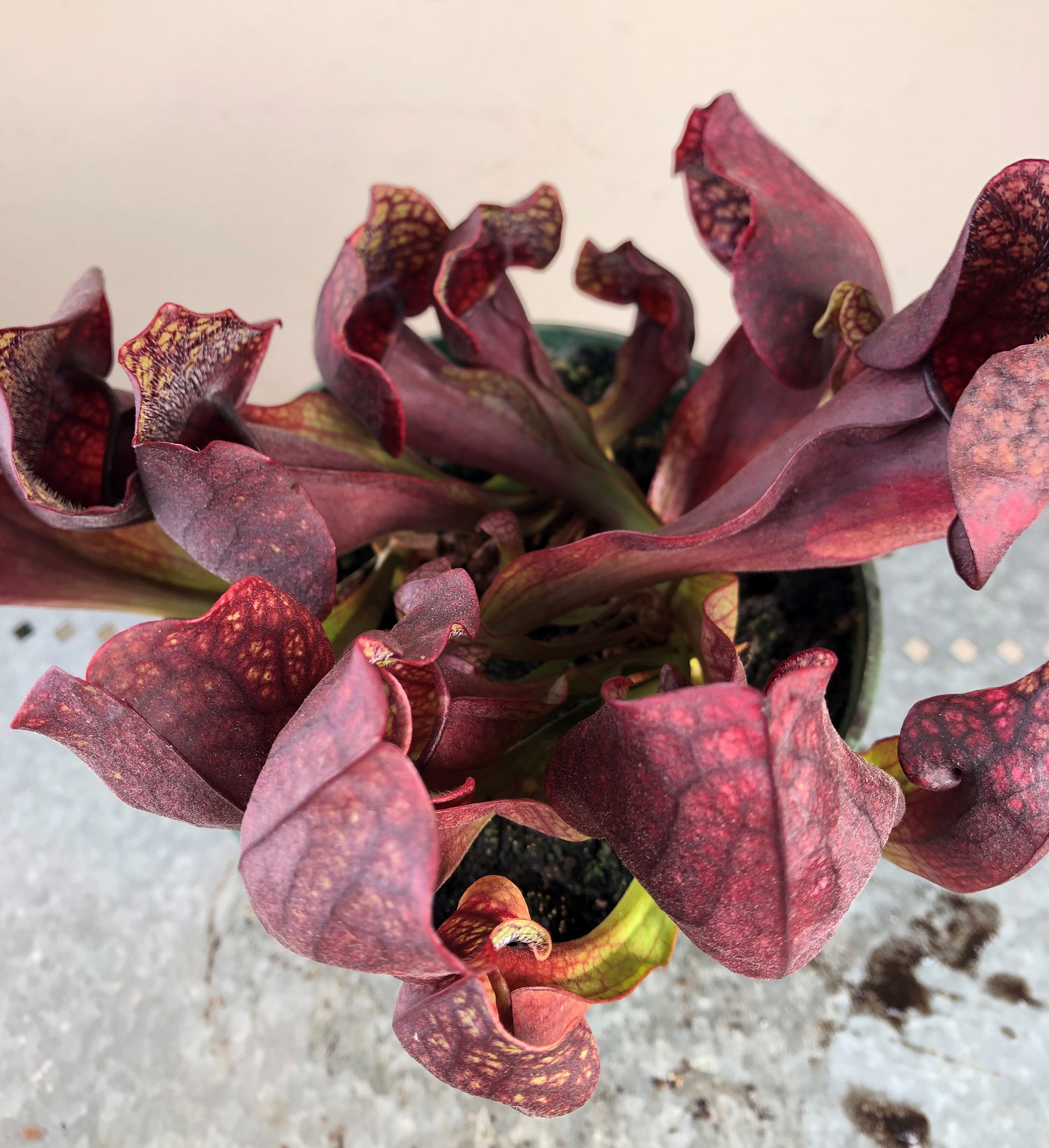 Sarracenia x wrigleyana f. red wide mouth (S7A)