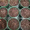 Thumbnail: Pygmy Drosera roseana - young plants