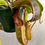 Thumbnail: Nepenthes un-named hybrid no: 4