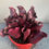 Thumbnail: Sarracenia purpurea ssp. purpurea