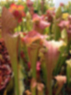 Thumbnail: Sarracenia x exornata x leucophylla