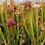 Thumbnail: Sarracenia x areolata