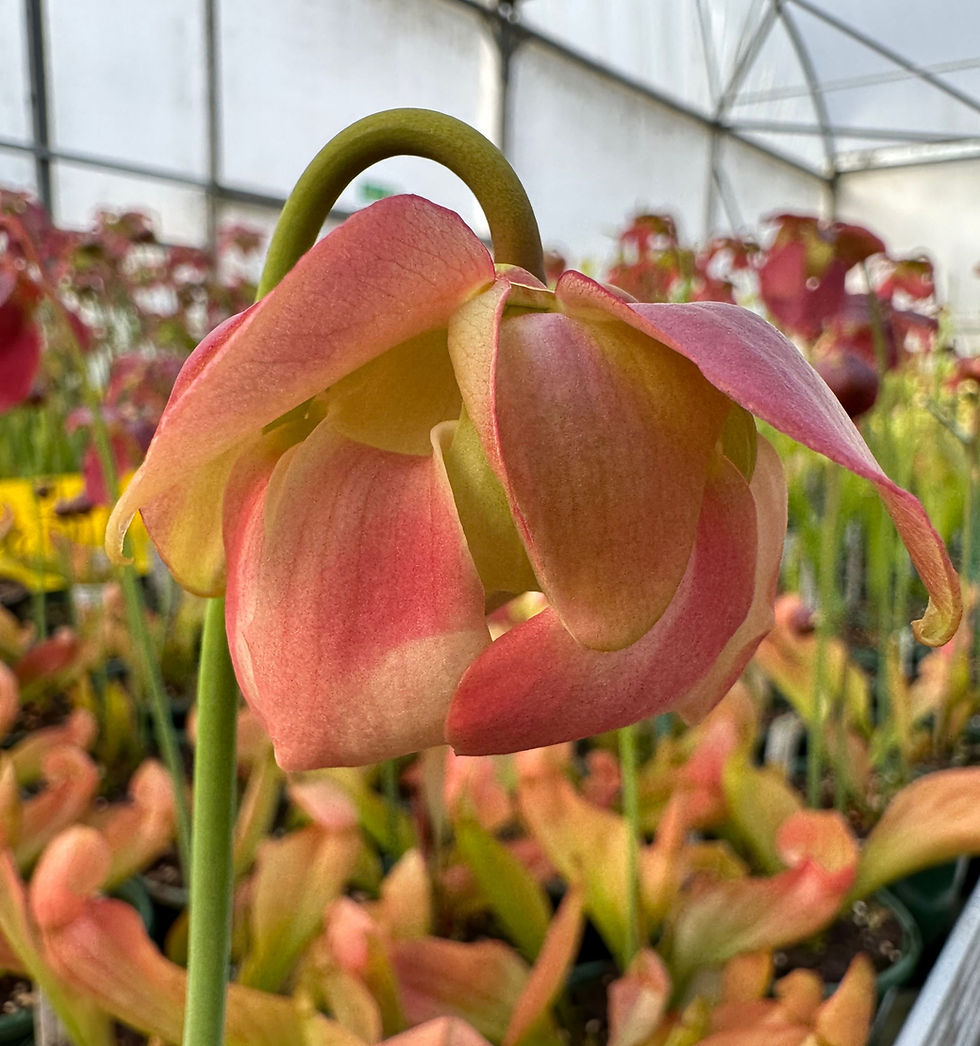 Thumbnail: Sarracenia x chelsonii x alata (S2A)