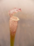 Thumbnail: Sarracenia leucophylla f. red veins (S7A)