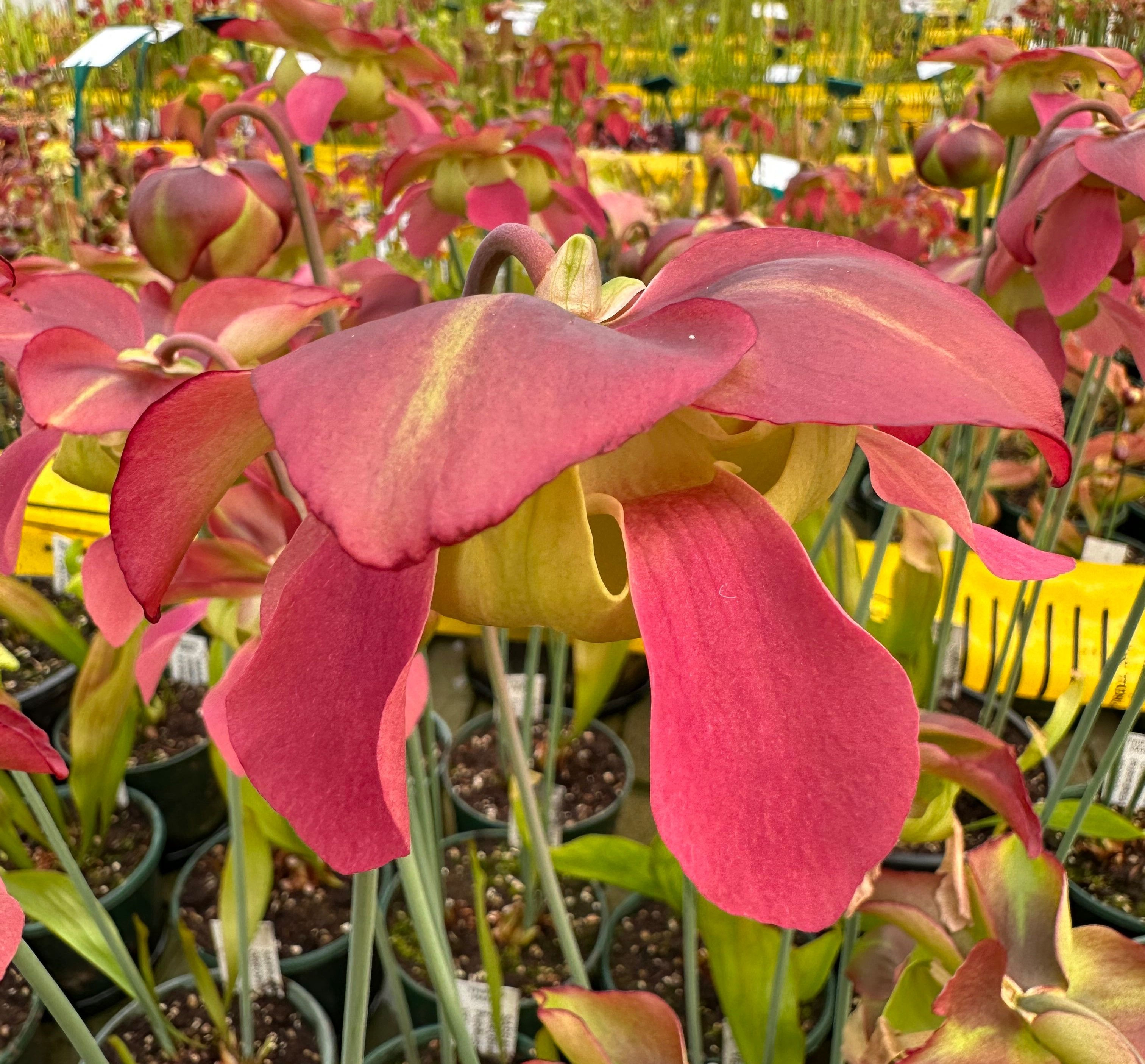 Sarracenia oreophila x purpurea ssp. venosa (S2B)