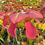 Thumbnail: Sarracenia oreophila x purpurea ssp. venosa (S2B)