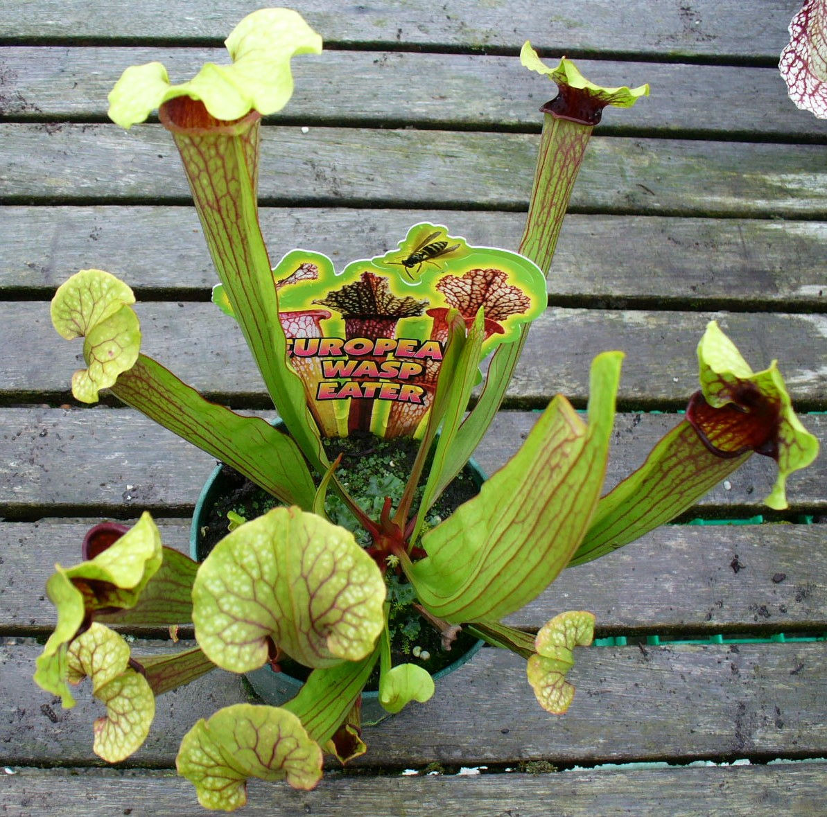 Sarracenia 'Coral' (S7B)