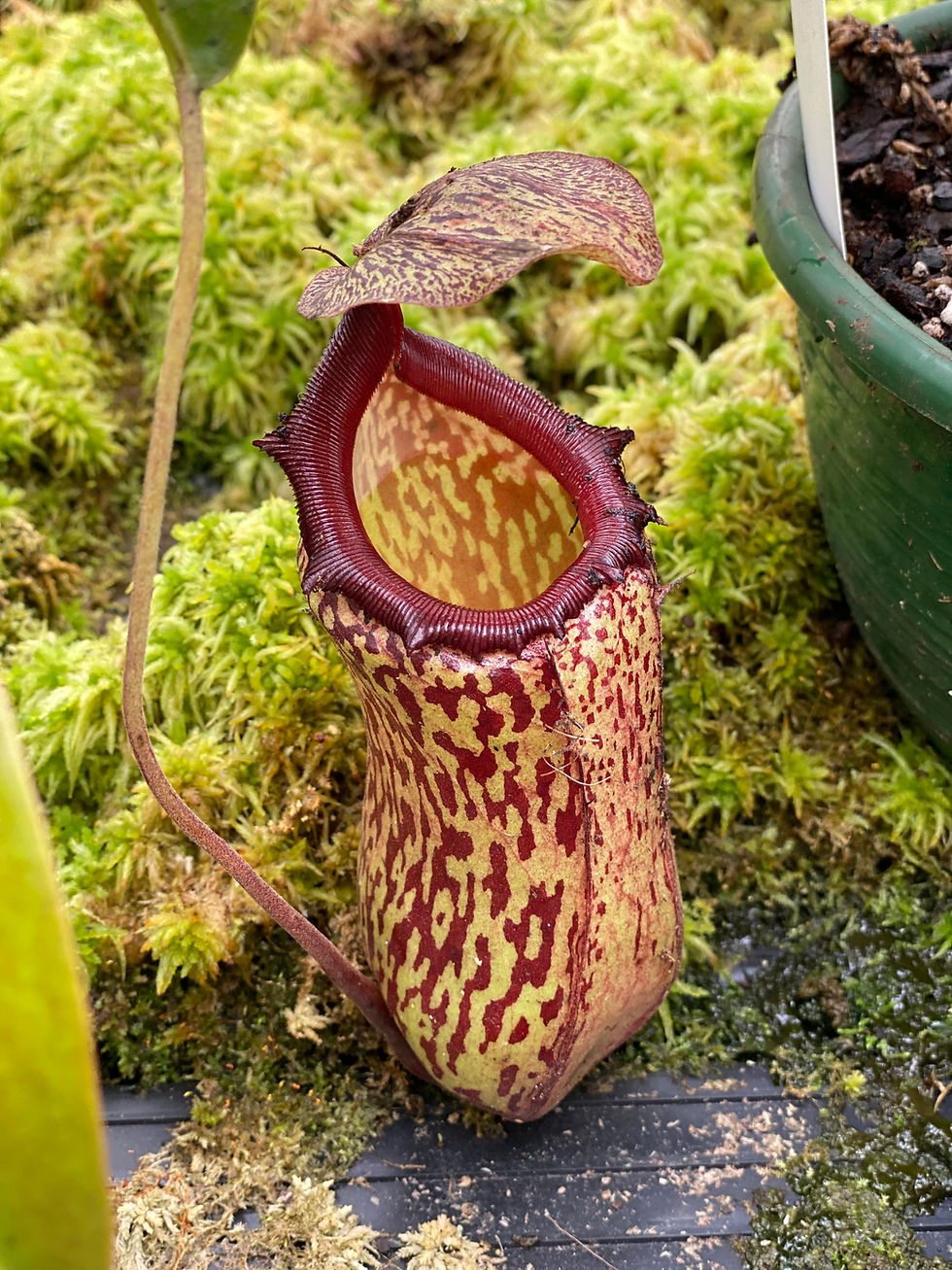 Thumbnail: Nepenthes 'Red Leopard' $70