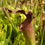 Thumbnail: Sarracenia leucophylla x x areolata