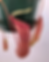 Thumbnail: Nepenthes ventricosa x 5 plants