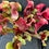 Thumbnail: Sarracenia purpurea ssp. venosa - larger plant