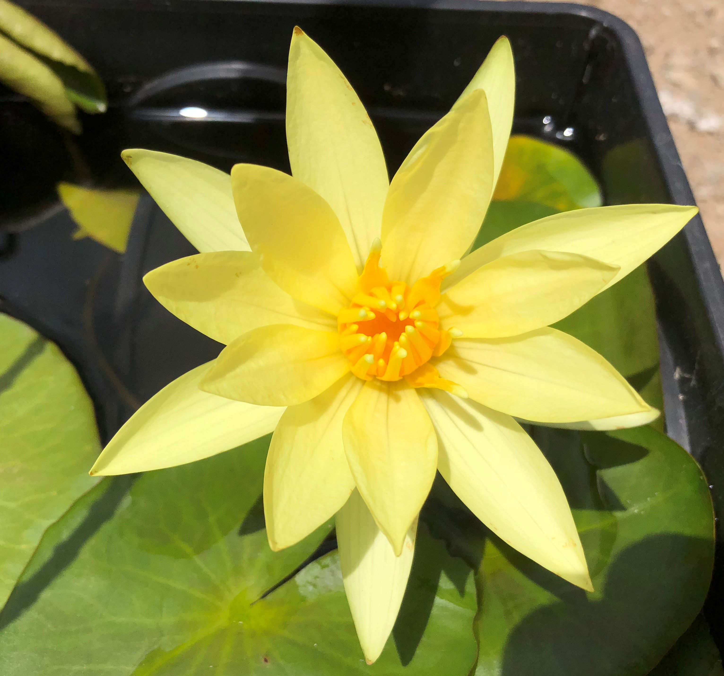 Water Lily - Nymphaea 'St Louis Gold'
