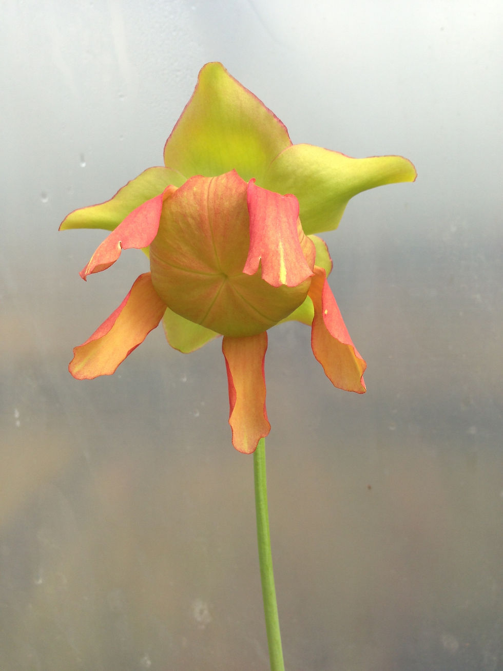 Thumbnail: Sarracenia oreophila (S2B)