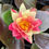 Thumbnail: Water Lily - Nymphaea 'Wanvisa'
