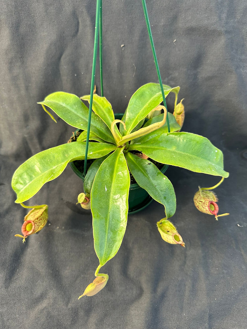 Thumbnail: Nepenthes Hookeriana