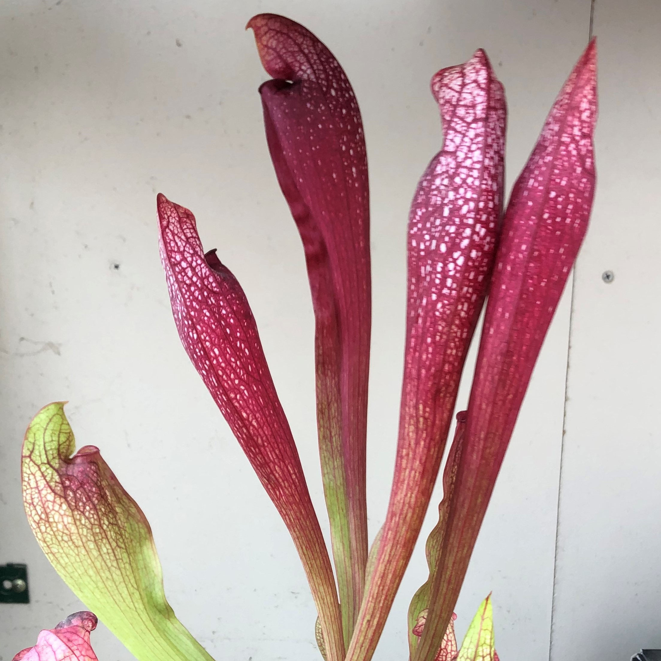 Sarracenia 'Decora' (S1B)