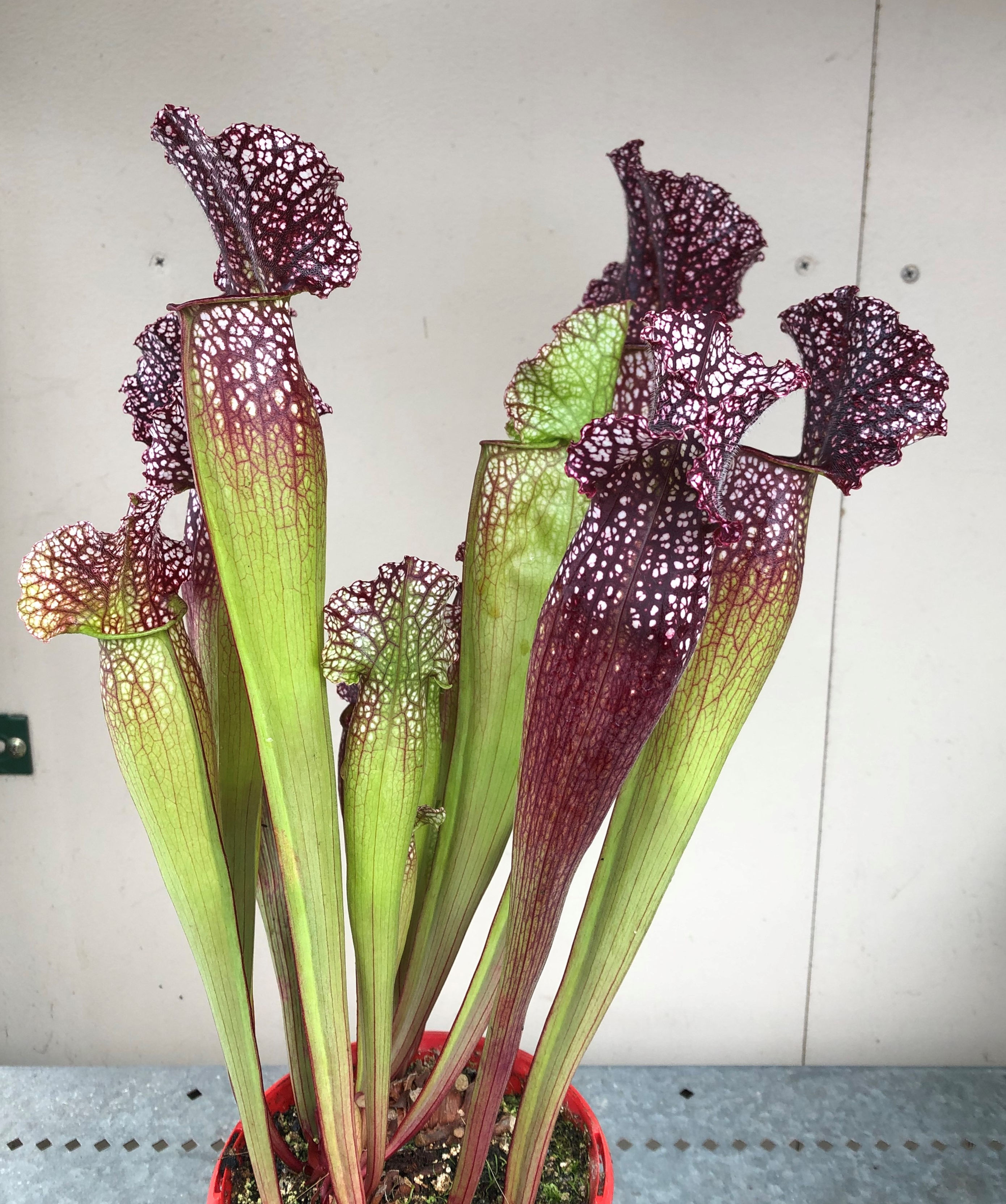 Sarracenia 'Evendine'