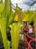 Thumbnail: Sarracenia flava var. ornata x oreophila (S9A)