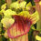 Thumbnail: Sarracenia flava x 'Willisii' (S9A)