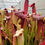 Thumbnail: Sarracenia alata f. red throat x leucophylla