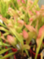 Thumbnail: Sarracenia x formosa
