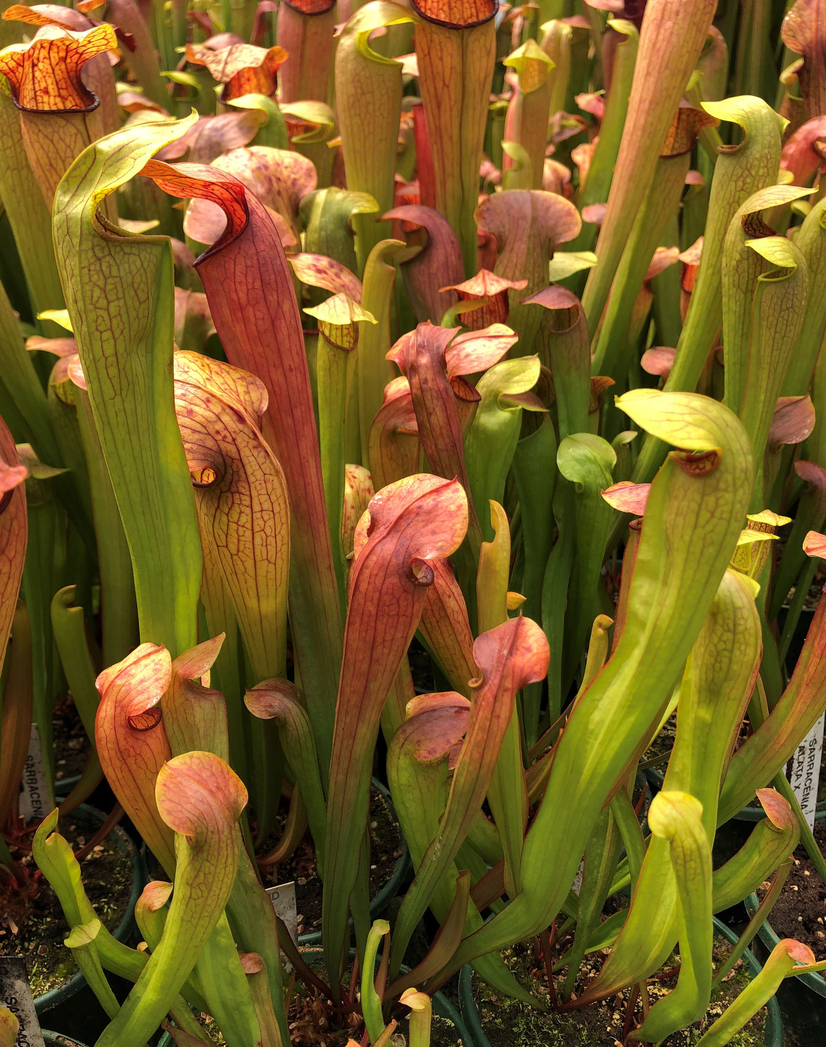 Sarracenia alata x minor f. giant