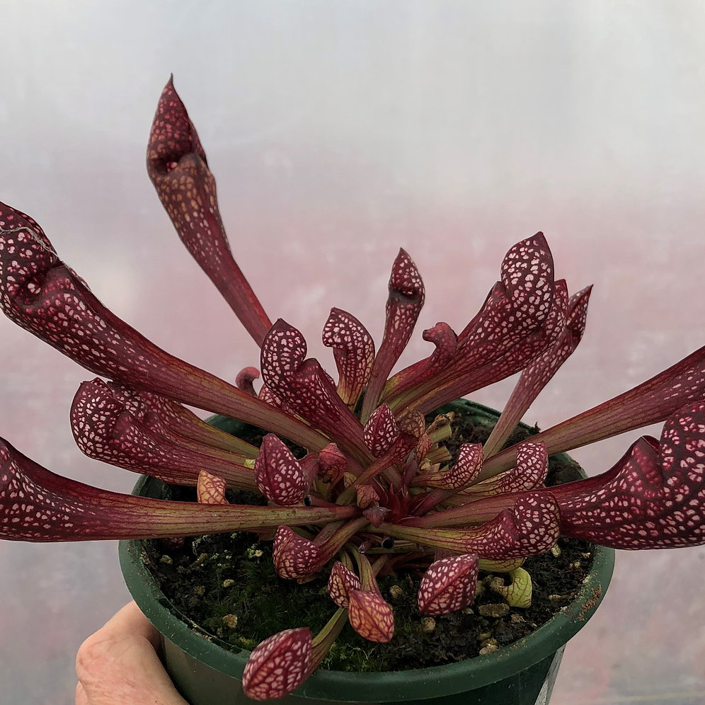 Sarracenia 'Scarlet Belle' 15 Triffid Park
