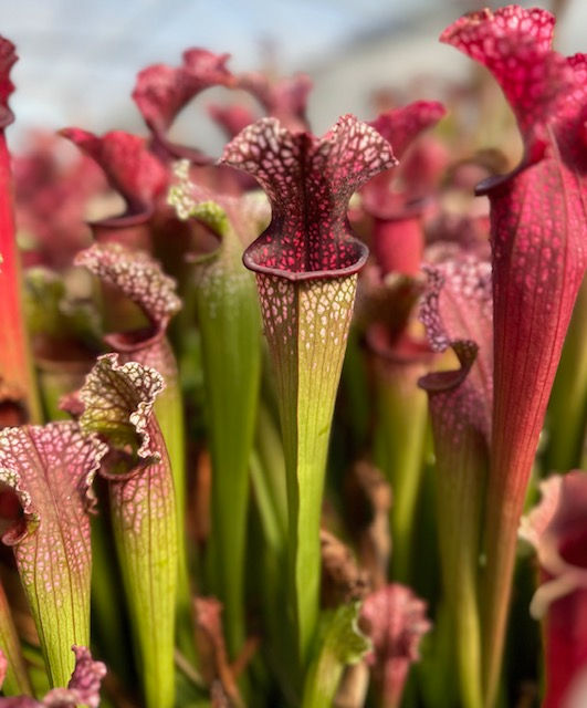 Thumbnail: Sarracenia leucophylla x x stevensii